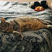 Noky participe au concours pour gagner de l'argent avec cette photo : cat, tabby_cat, bed, bedspread, patterned, plush_toy, dog_toy, stuffed_animal, indoor, relaxed, feline, pet, resting, cozy, curious, toy, ginger_cat_toy, fabric, home, sleeping_area