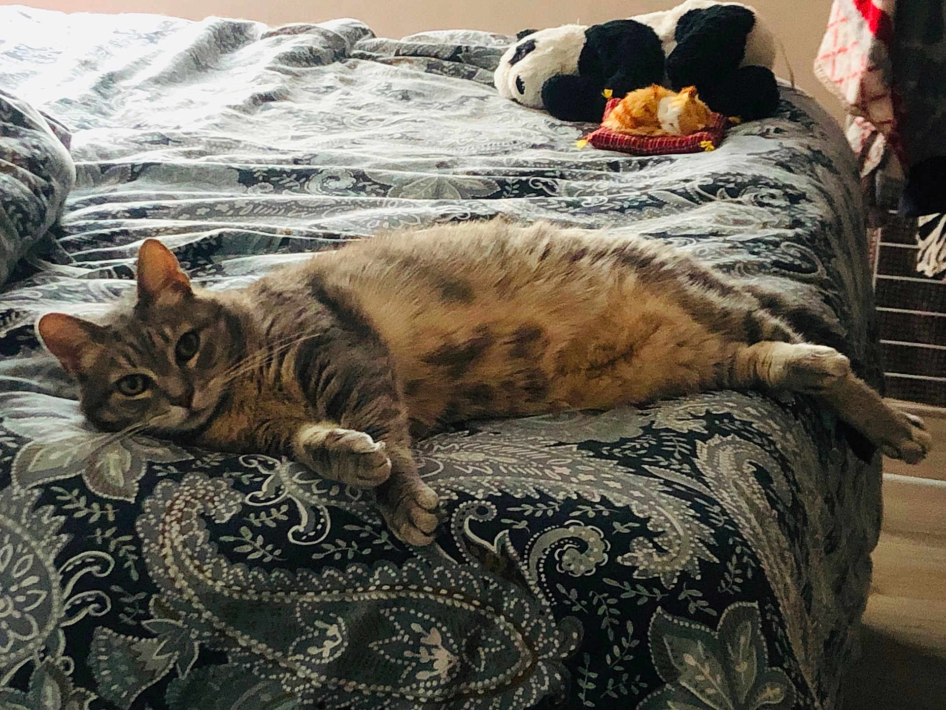 Noky participe au concours pour gagner de l'argent avec cette photo : cat, tabby_cat, bed, bedspread, patterned, plush_toy, dog_toy, stuffed_animal, indoor, relaxed, feline, pet, resting, cozy, curious, toy, ginger_cat_toy, fabric, home, sleeping_area