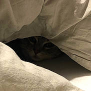 Noky participe au concours pour gagner de l'argent avec cette photo : animal, bed, bedding, blanket, cat, closeup, cozy, dark, eyes, face, feline, hiding, home, indoors, peeking, pet, portrait, sleeping, warm, whiskers