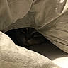 animal, bed, bedding, blanket, cat, closeup, cozy, dark, eyes, face, feline, hiding, home, indoors, peeking, pet, portrait, sleeping, warm, whiskers
