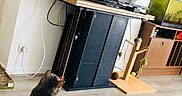 Noky a rejoint le concours — aidez-le/la à gagner de superbes lots ! animal, aquarium, cabinet, cable, cat, cozy, floor, furniture, gray_cat, indoor, kitten, living_room, pet_toy, plant, scratching_post, screen, television, tv_stand, watching, wooden_floor