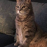 Noky participe au concours pour gagner de l'argent avec cette photo : animal, cat, couch, cozy, curious, domestic_animal, ears, eyes, feline, fur, furniture, home, indoor, mammal, pet, portrait, quiet, sitting, tabby_cat, whiskers