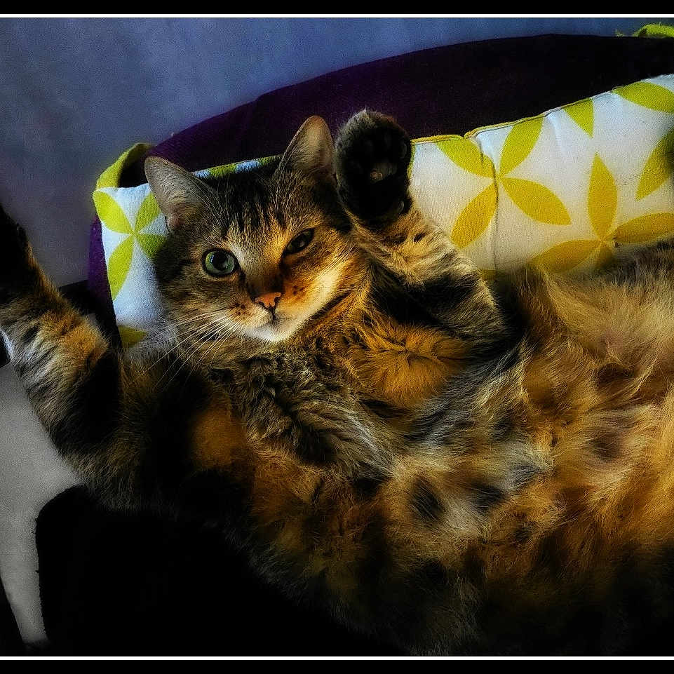 Tizou participe au concours pour gagner de l'argent avec cette photo : abyssinian, accessories, animal, architecture, armchair, bag, building, cat, chair, couch, cushion, furniture, handbag, homedecor, indoors, kitten, livingroom, manx, pet, room