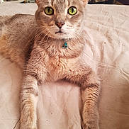 Kénzo a rejoint le concours — aidez-le/la à gagner de superbes lots ! cat, tabby, green_eyes, collar, bell, bed, fur, whiskers, indoor, pet, animal, relaxed, lying_down, close_up, feline, cute, stretched, sleepy, domestic, mammal