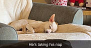 Wayne is registered to the contest to win money with this photo: armchair, backpack, blanket, cozy, cute, dog, furniture, indoor, living_room, nap, pet, plush_toys, relaxing, resting, sleeping, small_dog, snapshot, soft_lighting, table, wall
