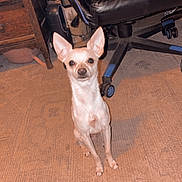 Wayne joined the competition — help win amazing prizes! alert, animal, brown_carpet, carpet, chair, chihuahua, cute, dog, domestic, ears_up, floor, furniture, home, indoor, looking, office_chair, pet, sitting, small_dog, wooden_furniture