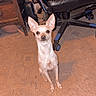 alert, animal, brown_carpet, carpet, chair, chihuahua, cute, dog, domestic, ears_up, floor, furniture, home, indoor, looking, office_chair, pet, sitting, small_dog, wooden_furniture