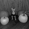 chihuahua, dog, pumpkin, wooden_floor, wooden_cabinets, black_and_white, small_dog, pet_clothing, indoor, animal, fall, autumn, decor, cute, alert, still_life, harvest, holiday, halloween, black_shirt
