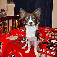 Rebel is registered to the contest to win money with this photo: dog, small_dog, pet, animal, indoor, table, blanket, red_blanket, university_of_georgia, bulldogs, chair, wooden_chair, sitting, ears, pet_bed, remote_control, shelf, household_items, curtain, wall_art