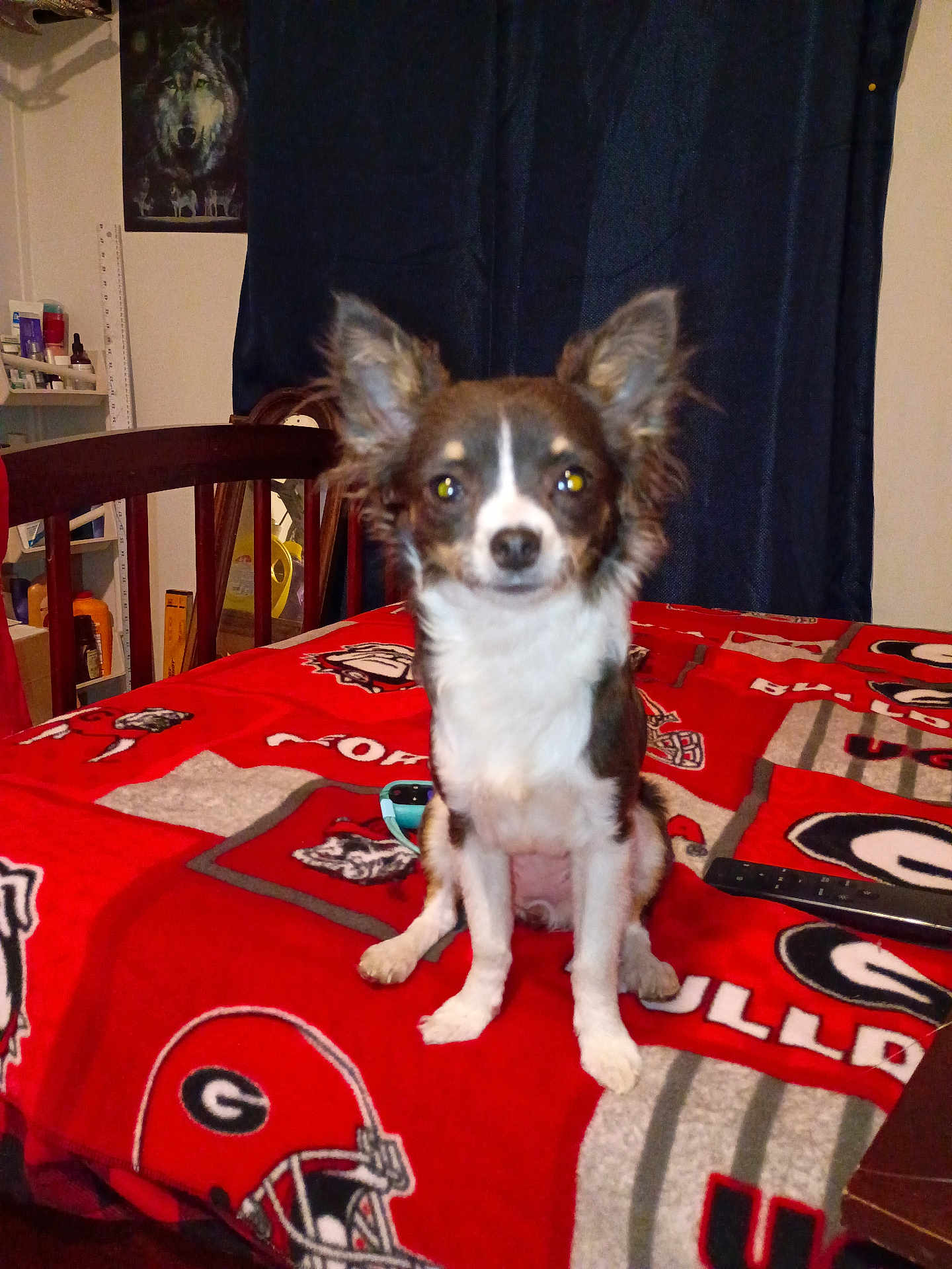 Rebel is registered to the contest to win money with this photo: dog, small_dog, pet, animal, indoor, table, blanket, red_blanket, university_of_georgia, bulldogs, chair, wooden_chair, sitting, ears, pet_bed, remote_control, shelf, household_items, curtain, wall_art