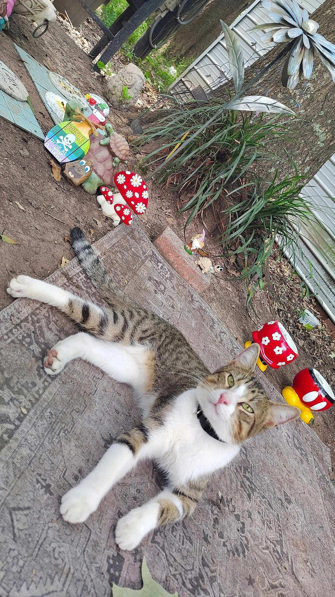 Sunnybunny joined the competition — help win amazing prizes! cat, tabby_cat, outdoor, rug, garden, garden_decor, mushrooms, turtle_statue, metal_flower, dirt, plants, tree_trunk, greenery, animal, pet, relaxed, lying_down, collar, backyard, nature