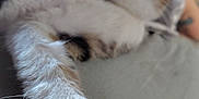 Sunnybunny is registered to the contest to win money with this photo: cat, paw, close_up, pet, feline, indoor, fur, whiskers, relaxed, stretching, bed, domestic_animal, pink_paw_pads, animal, soft, cute, blurred_background, white_fur, tabby, cozy
