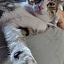 cat, paw, close_up, pet, feline, indoor, fur, whiskers, relaxed, stretching, bed, domestic_animal, pink_paw_pads, animal, soft, cute, blurred_background, white_fur, tabby, cozy