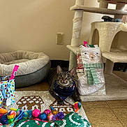 Rooney is registered to the contest to win money with this photo: animal, bandana, cat, cat_bed, cat_tree, colorful, cozy, cute, floor, furniture, gift_wrap, holiday, indoor, pet, pet_accessory, playful, relaxed, rug, tabby_cat, toys