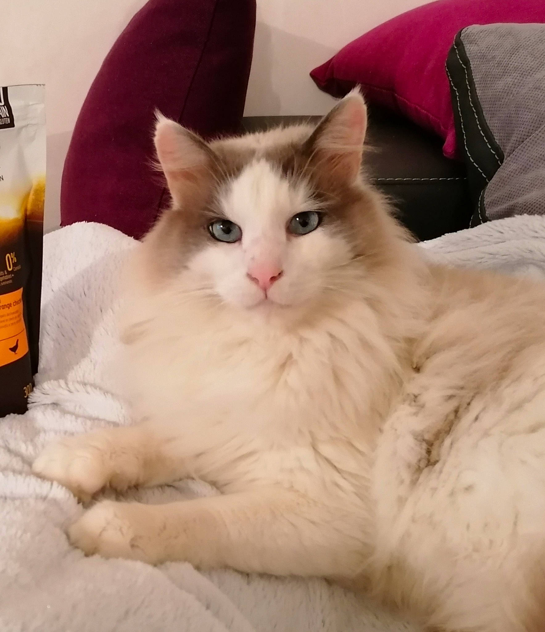 Jazz a rejoint le concours — aidez-le/la à gagner de superbes lots ! british_longhair, carnivore, cat, claw, comfort, fawn, felidae, fur, iris, paw, small_to_medium_sized_cats, snout, tail, terrestrial_animal, whiskers