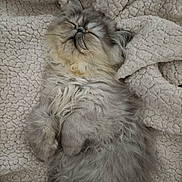 Hermes participe au concours pour gagner de l'argent avec cette photo : cat, kitten, sleeping, blanket, fur, cozy, pet, domestic_cat, long_hair, whiskers, paws, cute, nap, relaxed, soft_texture, closeup, portrait, indoor, blanket_texture, grey_fur