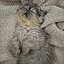 cat, kitten, sleeping, blanket, fur, cozy, pet, domestic_cat, long_hair, whiskers, paws, cute, nap, relaxed, soft_texture, closeup, portrait, indoor, blanket_texture, grey_fur