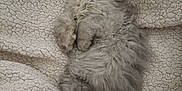 Hermes a rejoint le concours — aidez-le/la à gagner de superbes lots ! cat, kitten, sleeping, fluffy, long_hair, pet, blanket, sherpa_blanket, cozy, resting, cute, fur, indoor, soft_texture, bed, paw, face, relaxing, adorable, gray_cat