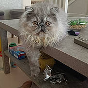 Hermes a rejoint le concours — aidez-le/la à gagner de superbes lots ! animal, cat, countertop, curious, domestic_animal, fluffy, furniture, gray_cat, home, household_items, indoor, living_room, long_hair, paw, pet, relaxed, remote_control, slippers, stairs, table