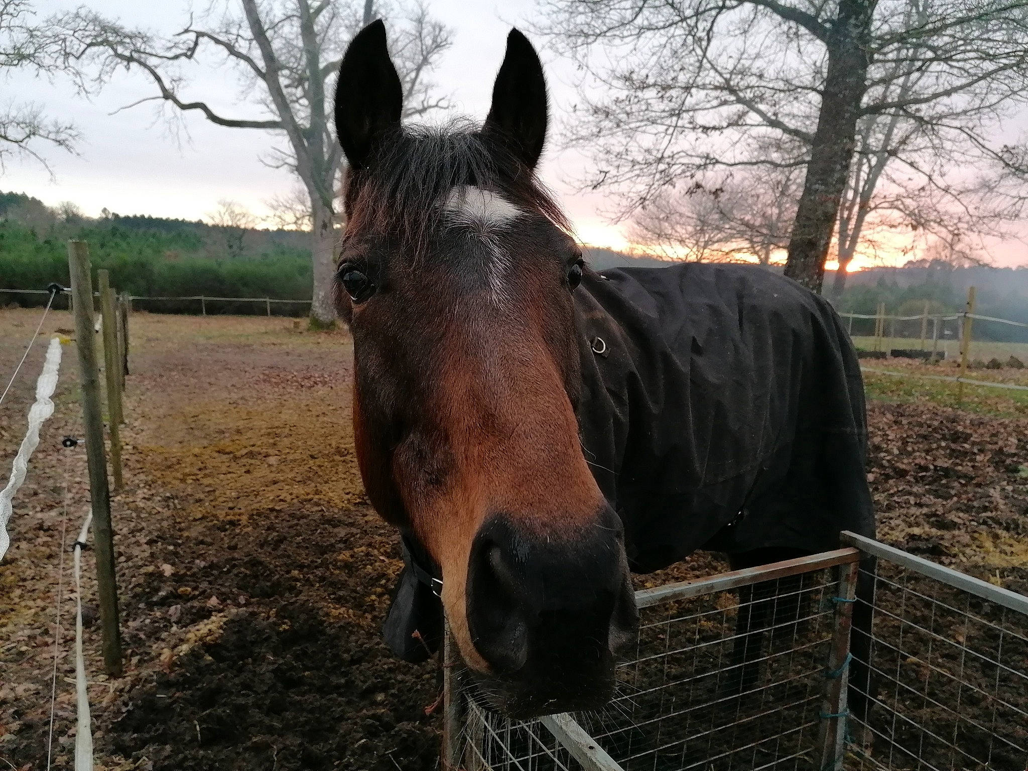 Another Dream a rejoint le concours — aidez-le/la à gagner de superbes lots ! hair, horse, landscape, mammal, mane, mare, mustang_horse, pack_animal, pasture, snout, stallion, vertebrate