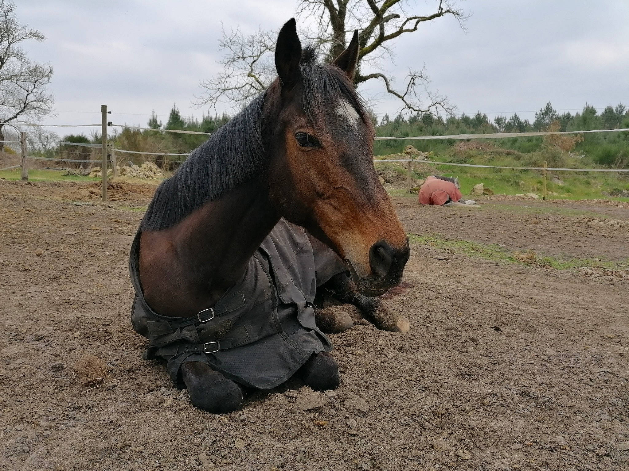 Another Dream participe au concours pour gagner de l'argent avec cette photo : horse, landscape, mammal, mane, mare, mustang_horse, pack_animal, pasture, snout, sorrel, stallion, vertebrate