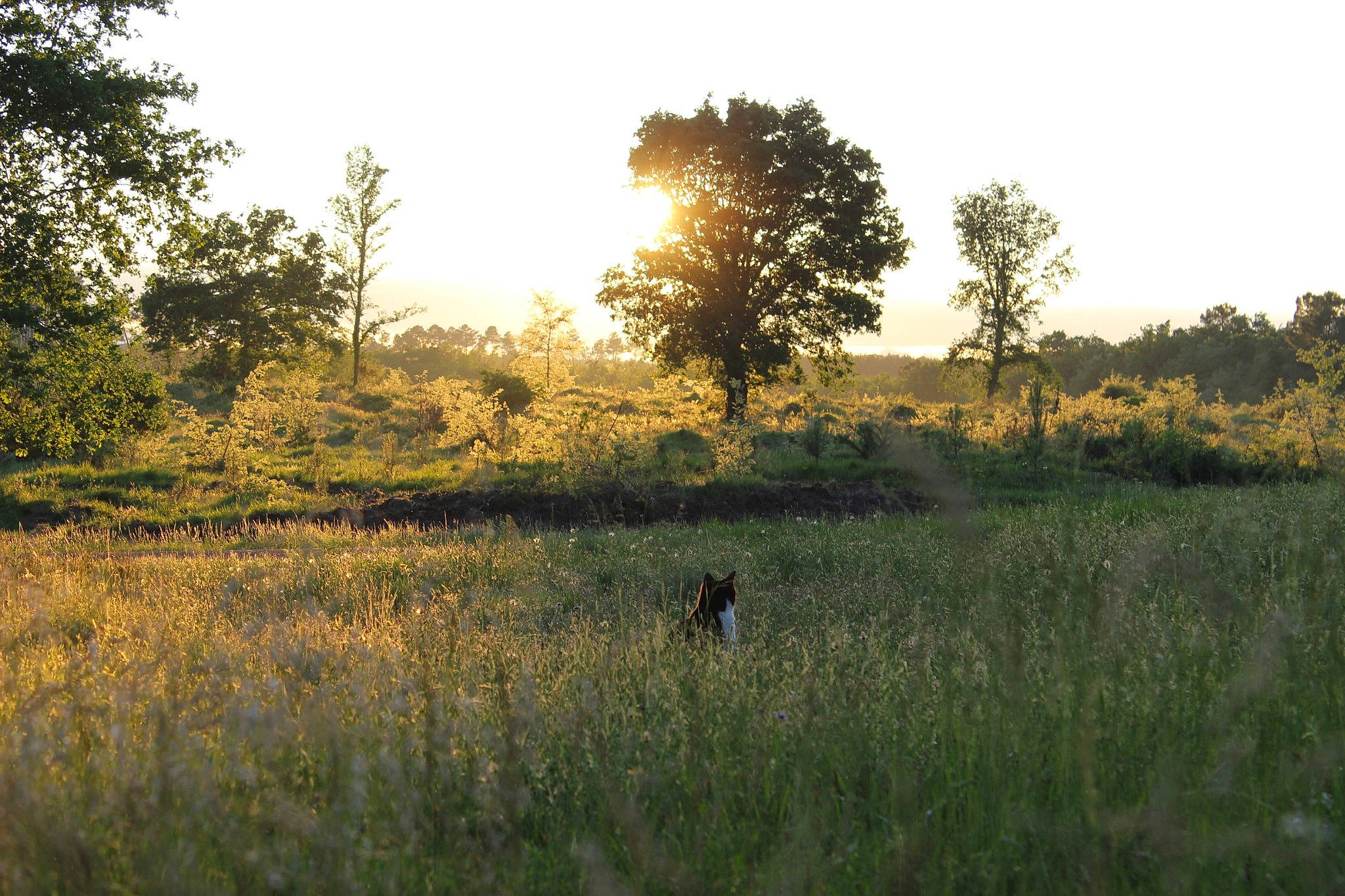 Kimi participe au concours pour gagner de l'argent avec cette photo : biome, ecoregion, grass, grass_family, grassland, meadow, morning, natural_environment, natural_landscape, nature, nature_reserve, pasture, plain, plant_community, prairie, savanna, shrubland, tree, vegetation, wildlife