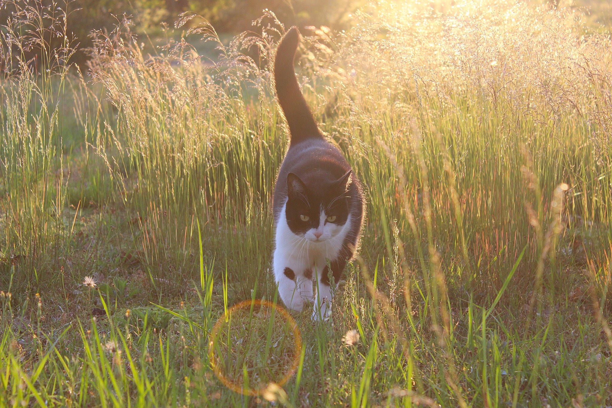 Kimi participe au concours pour gagner de l'argent avec cette photo : beak, canidae, carnivore, cat, companion_dog, dog_breed, ecoregion, fawn, felidae, fur, grass, grassland, meadow, natural_landscape, plant, prairie, small_to_medium_sized_cats, sporting_group, tail, terrestrial_animal