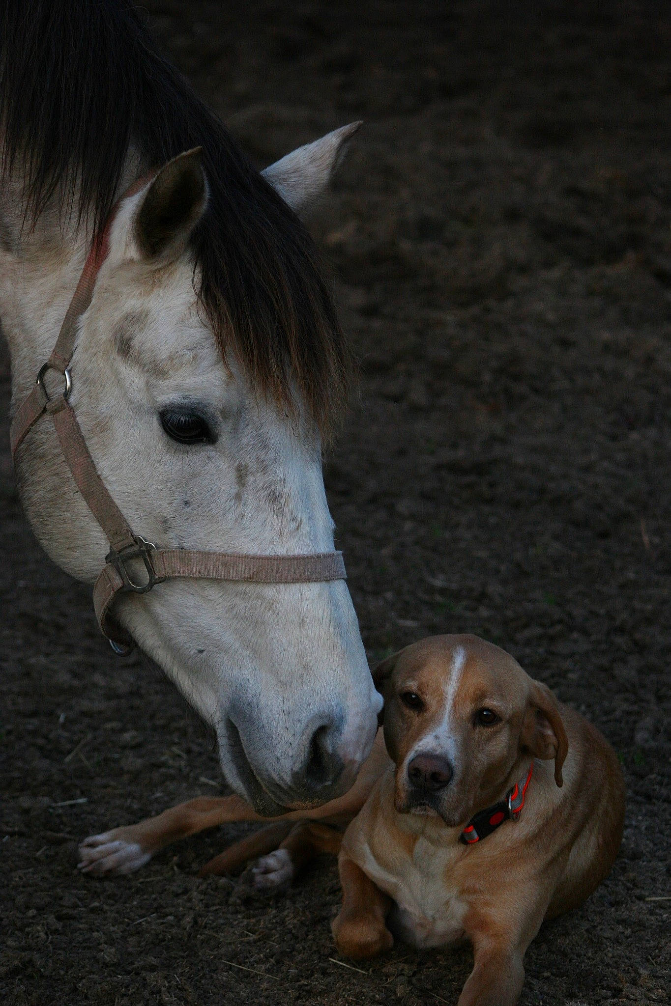 Beautyful Day Du Twin participe au concours pour gagner de l'argent avec cette photo : bridle, canidae, fawn, foal, horse, horse_tack, livestock, mammal, mane, mare, mustang_horse, nose, pack_animal, pony, shetland_pony, snout, sorrel, stallion, vertebrate, wildlife