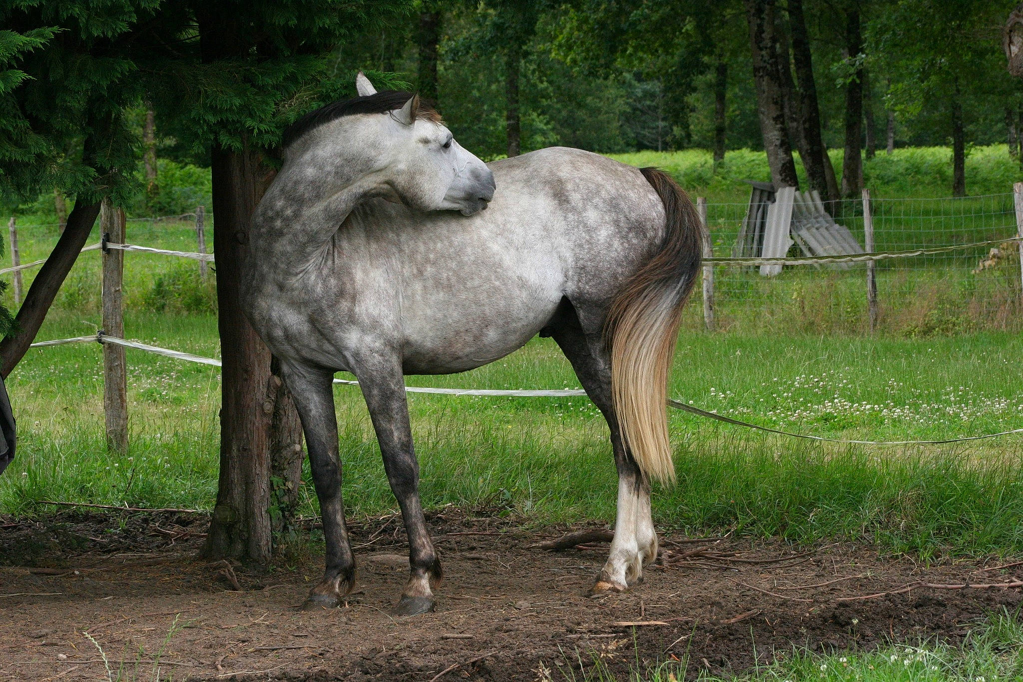 Beautyful Day Du Twin a rejoint le concours — aidez-le/la à gagner de superbes lots ! colt, horse, mammal, mane, mare, mustang_horse, pack_animal, pasture, stallion, terrestrial_animal, vertebrate, wildlife, working_animal