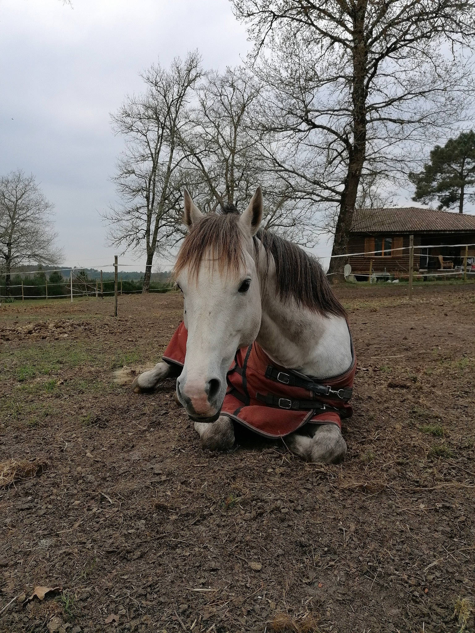Beautyful Day Du Twin participe au concours pour gagner de l'argent avec cette photo : ear, farm, grass, horse, landscape, livestock, mammal, mane, mare, pack_animal, pasture, plant, pony, snout, stallion, tree