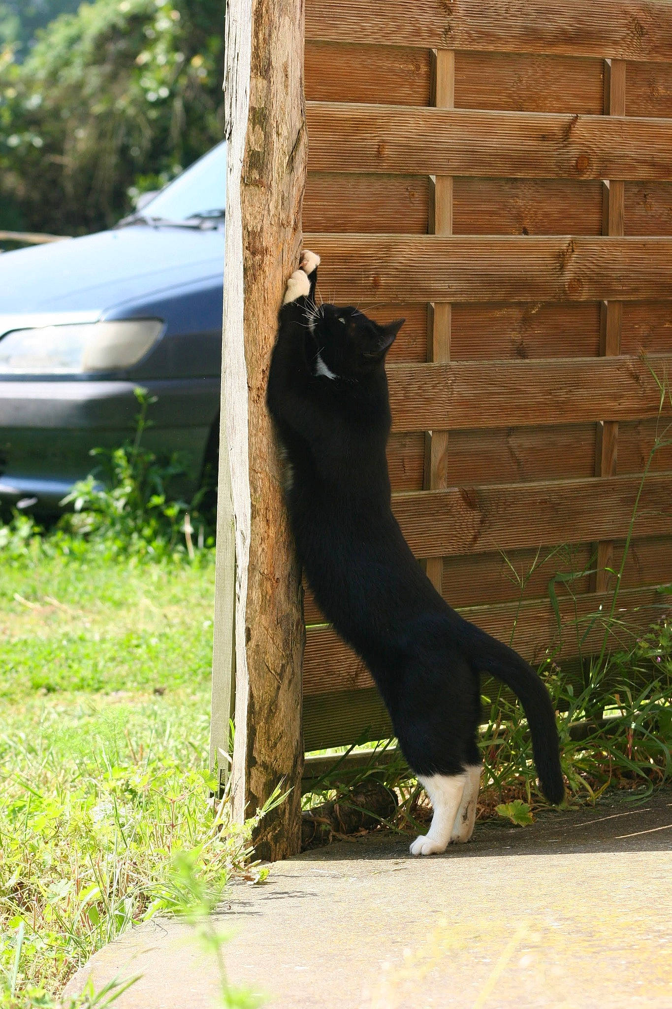 Miky a rejoint le concours — aidez-le/la à gagner de superbes lots ! canidae, carnivore, dog, dog_breed, felidae, guard_dog, sporting_group, tail, tree