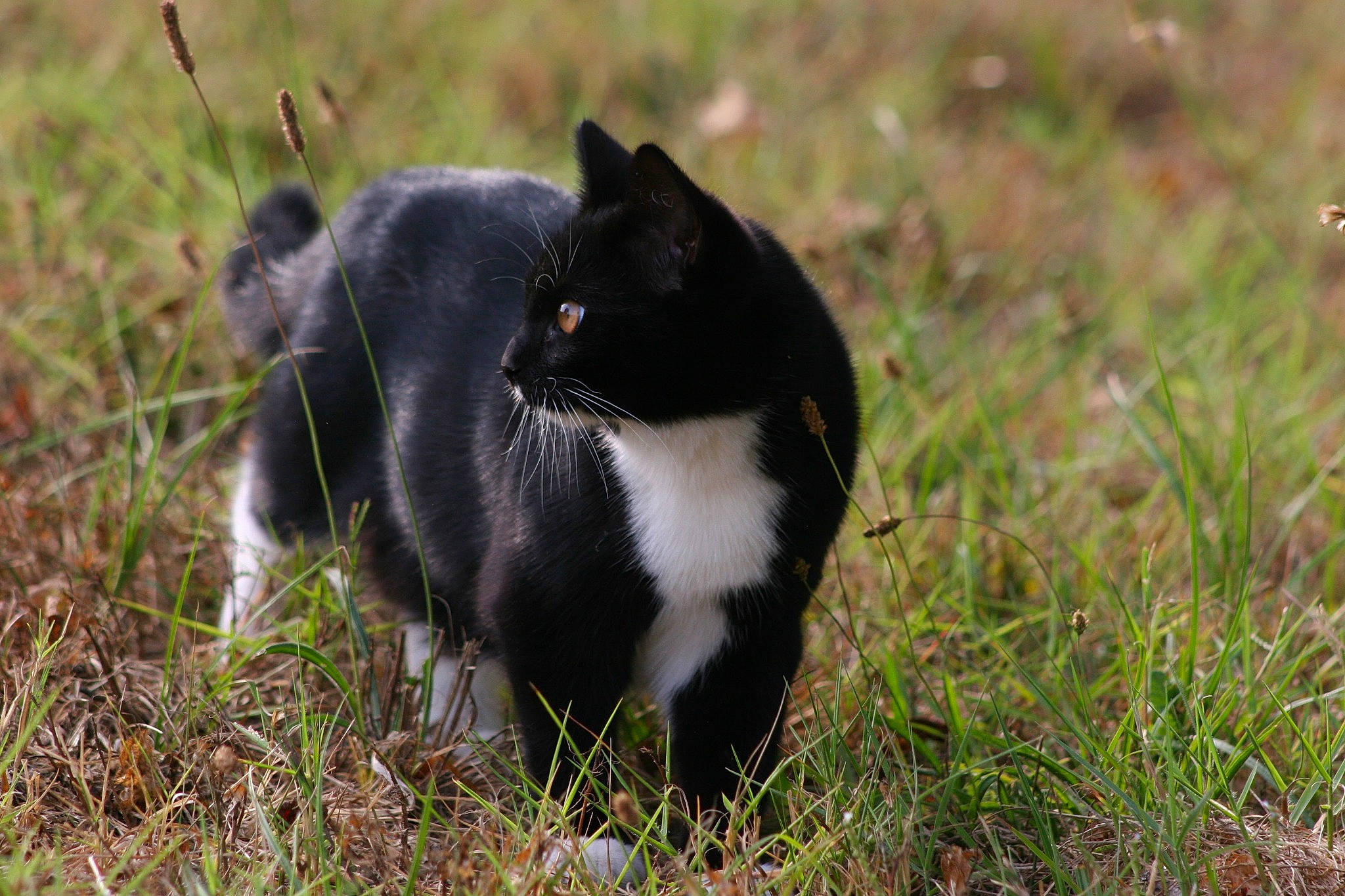 Miky participe au concours pour gagner de l'argent avec cette photo : canidae, carnivore, cat, felidae, fur, grass, karelian_bear_dog, plant, russo_european_laika, tail, terrestrial_animal, whiskers, wildlife