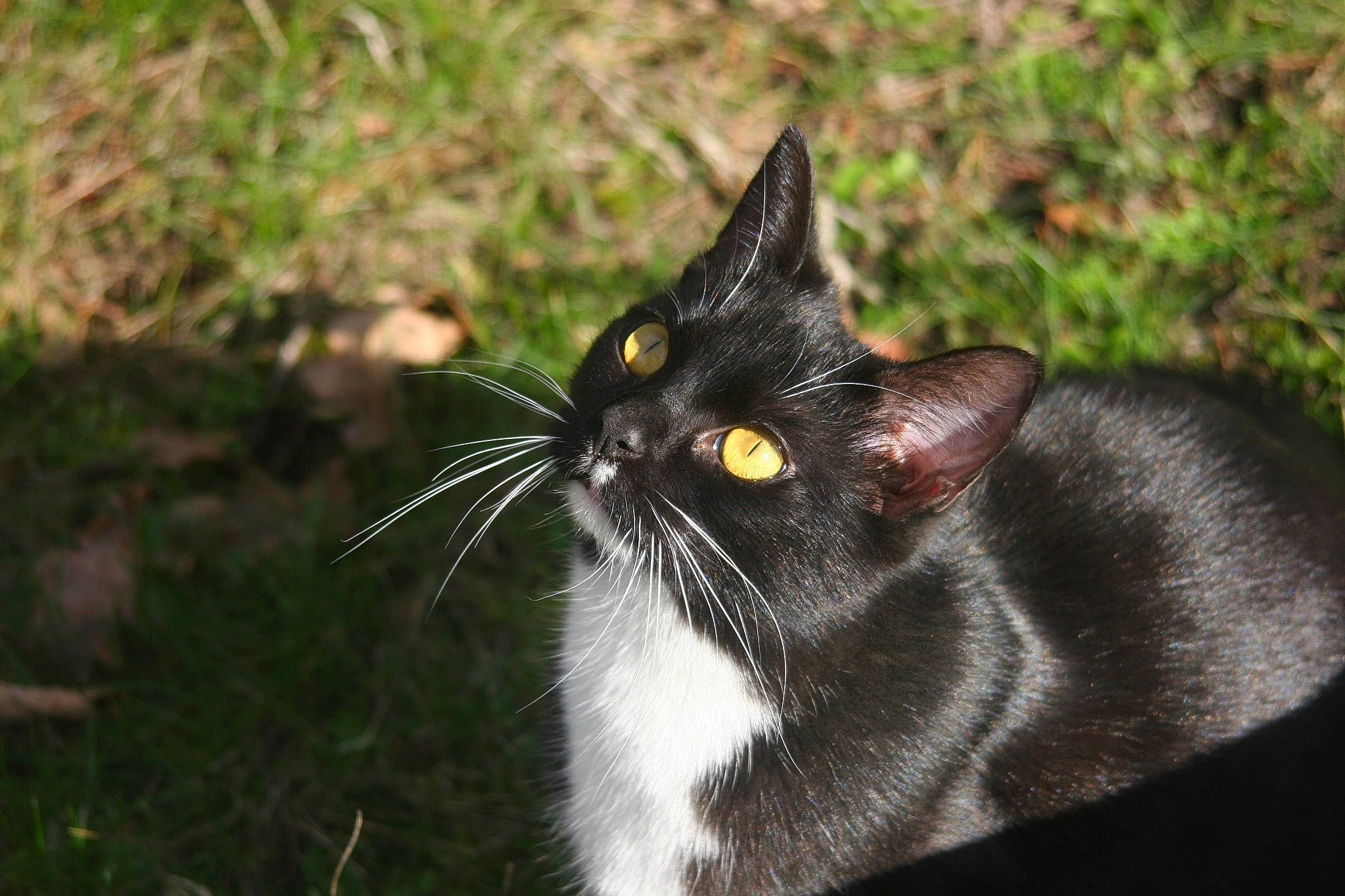 Miky a rejoint le concours — aidez-le/la à gagner de superbes lots ! american_wirehair, asian, black_cat, carnivore, cat, domestic_short_haired_cat, felidae, fur, grass, plant, polydactyl_cat, small_to_medium_sized_cats, snout, whiskers, wild_cat, wildlife