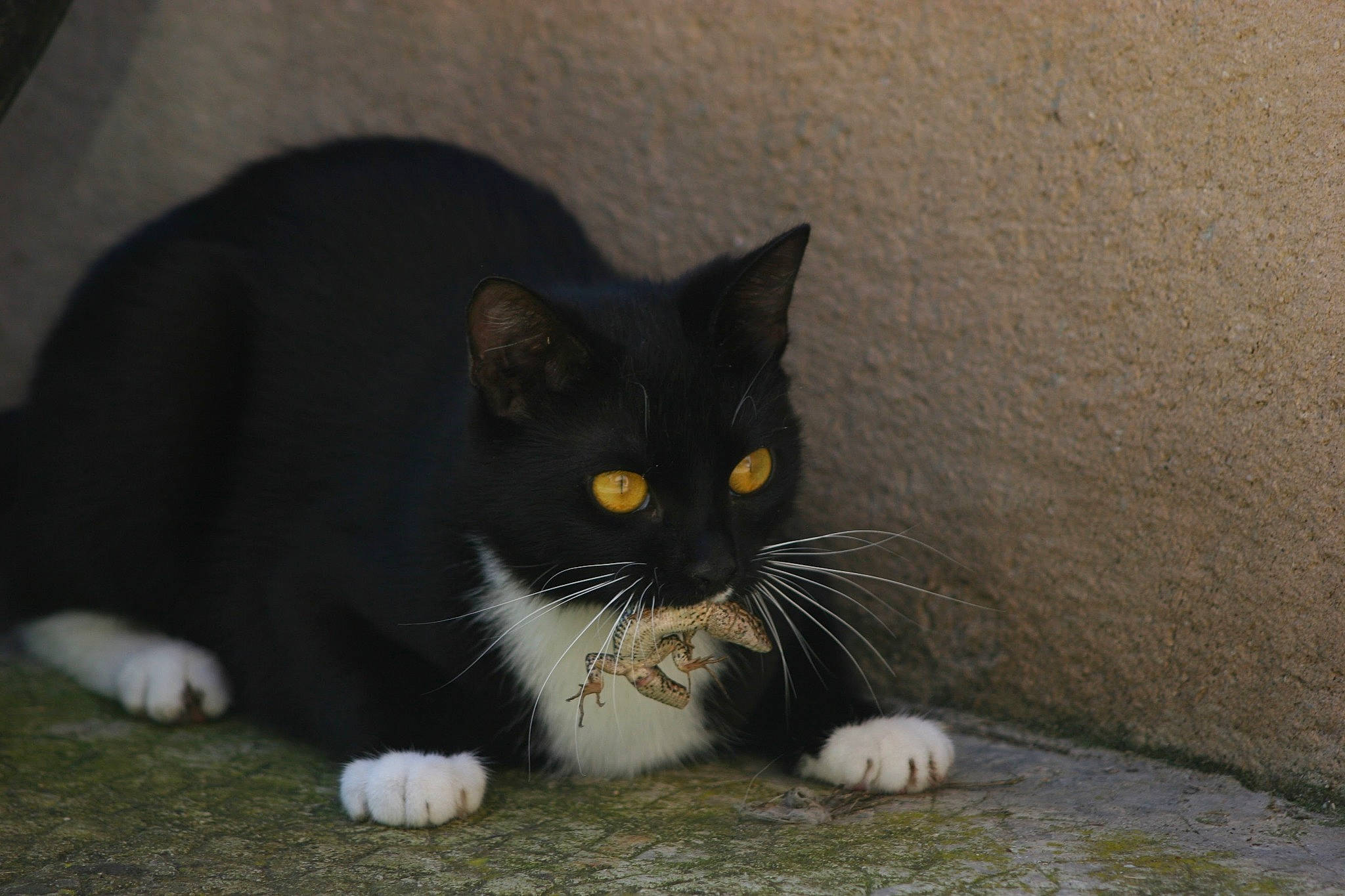 Miky participe au concours pour gagner de l'argent avec cette photo : aegean_cat, black_cat, carnivore, cat, domestic_short_haired_cat, european_shorthair, eye, felidae, kitten, mammal, nose, polydactyl_cat, small_to_medium_sized_cats, snout, whiskers