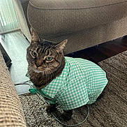 Kevin joined the competition — help win amazing prizes! cat, tabby_cat, pet, indoor, clothing, shirt, carpet, couch, furniture, living_room, curtains, floor, wood_floor, green, white, checkered, cute, animal, domestic_animal, looking_up