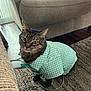 cat, tabby_cat, pet, indoor, clothing, shirt, carpet, couch, furniture, living_room, curtains, floor, wood_floor, green, white, checkered, cute, animal, domestic_animal, looking_up