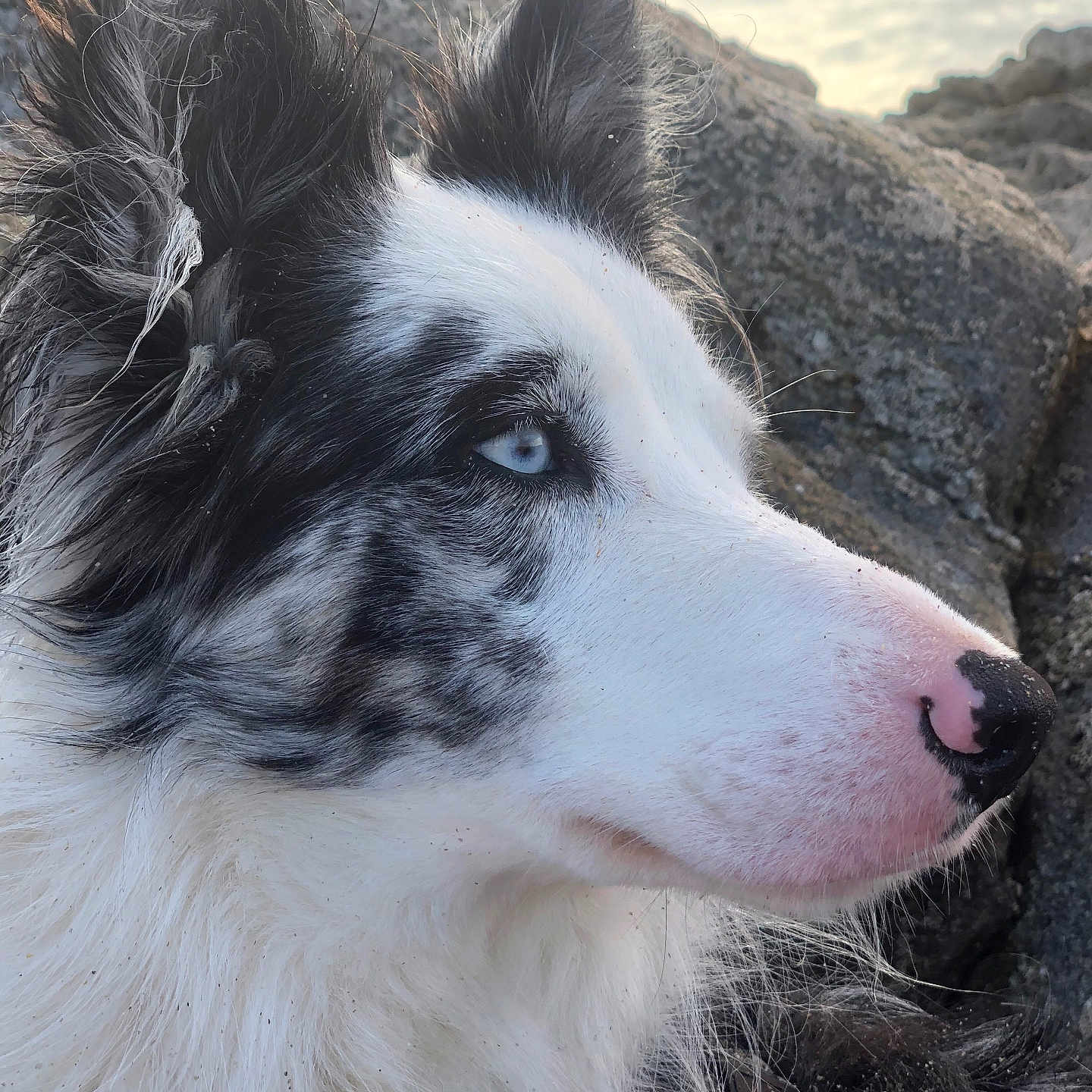 Shadow a rejoint le concours — aidez-le/la à gagner de superbes lots ! animal, black_and_white_fur, blue_eyes, canine, close_up, cloudy, dog, ears, fluffy_fur, fur_texture, muzzle, nature, outdoor, pet, pink_nose, portrait, profile, rock, sky, snout