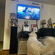 Nala joined the competition — help win amazing prizes! dog, white_dog, tv_screen, living_room, collectibles, star_wars, baby_yoda, olaf, wooden_floor, cabinet, speaker, figurines, entertainment_center, wall_decor, remote_control, indoor, furniture, decorations, electronics, pet