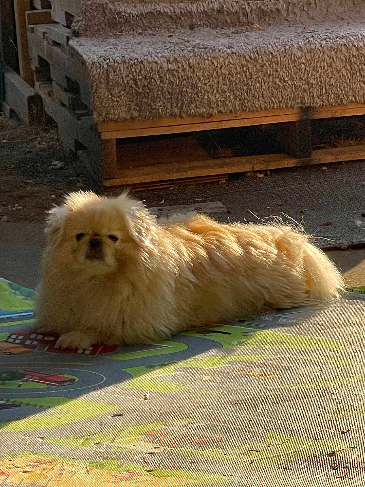 Teddy is registered to the contest to win money with this photo: dog, fluffy, cream_colored, laying_down, play_mat, road_pattern, sunlight, shadow, wooden_bench, cushion, outdoor, rustic, pet, fur, animal, relaxing, daylight, quiet, calm, home