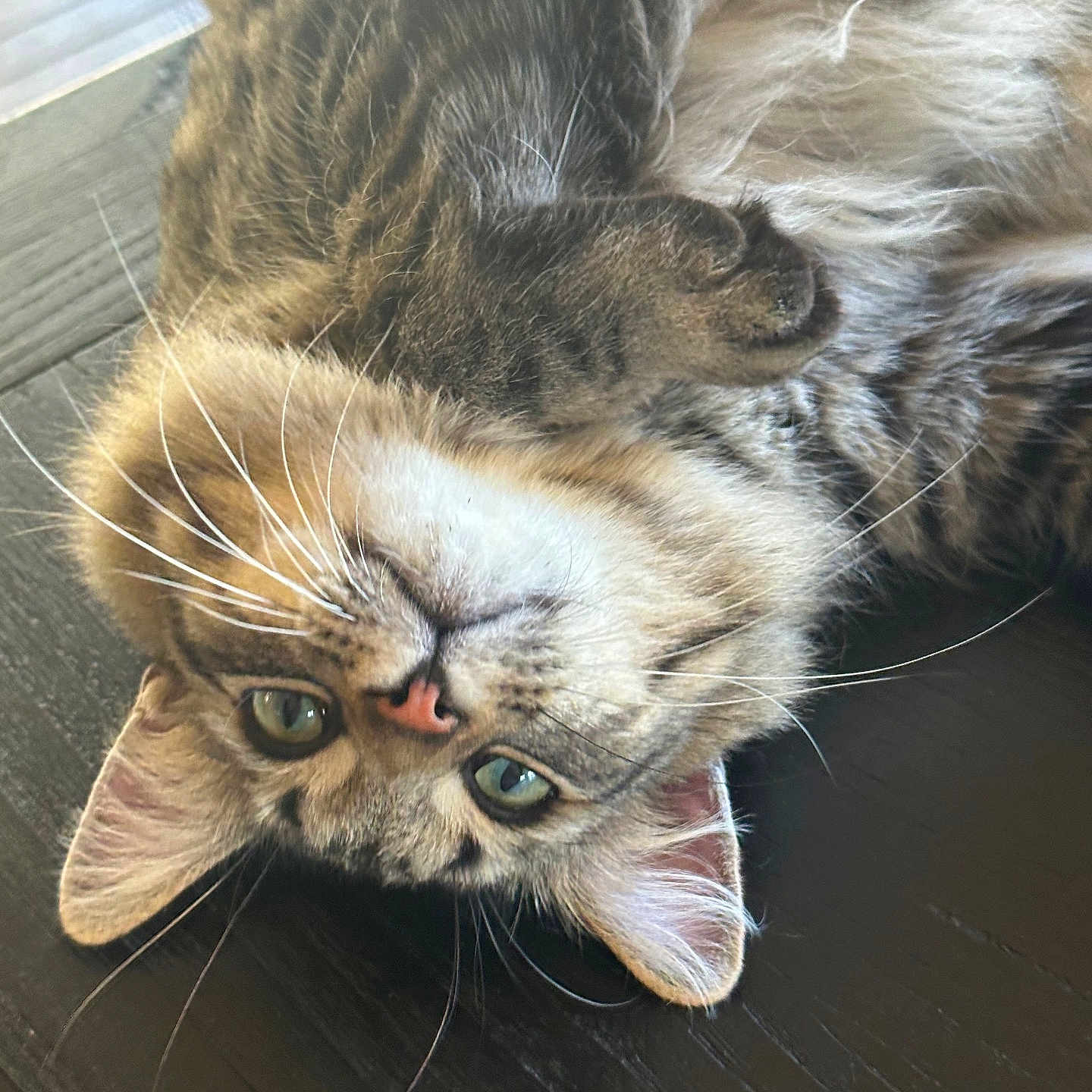 Dexter Meowzer is registered to the contest to win money with this photo: animal, cat, closeup, curious, cute, domestic_animal, ears, feline, fluffy, fur, green_eyes, indoor, lying_down, pet, pink_nose, playful, relaxed, tabby, whiskers, wooden_surface