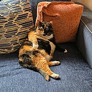 Cali is registered to the contest to win money with this photo: cat, calico_cat, couch, pillow, orange_pillow, blue_couch, indoor, pet, relaxed, feline, fur, animal, domestic_cat, resting, living_room, cozy, cute, whiskers, tail, home