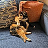 cat, calico_cat, couch, pillow, orange_pillow, blue_couch, indoor, pet, relaxed, feline, fur, animal, domestic_cat, resting, living_room, cozy, cute, whiskers, tail, home