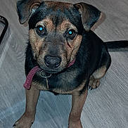 Stitchs participe au concours pour gagner de l'argent avec cette photo : animal, black, brown, canine, collar, cute, dog, domestic, ears, face, floor, fur, indoor, looking, nails, paws, pet, puppy, sitting, young