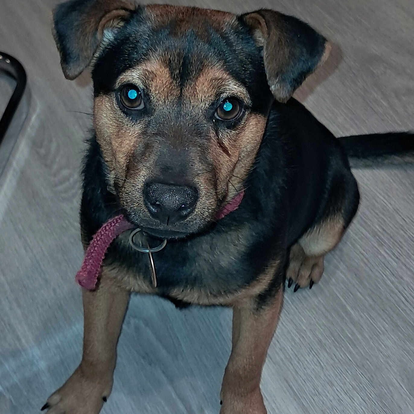 Stitchs participe au concours pour gagner de l'argent avec cette photo : animal, black, brown, canine, collar, cute, dog, domestic, ears, face, floor, fur, indoor, looking, nails, paws, pet, puppy, sitting, young