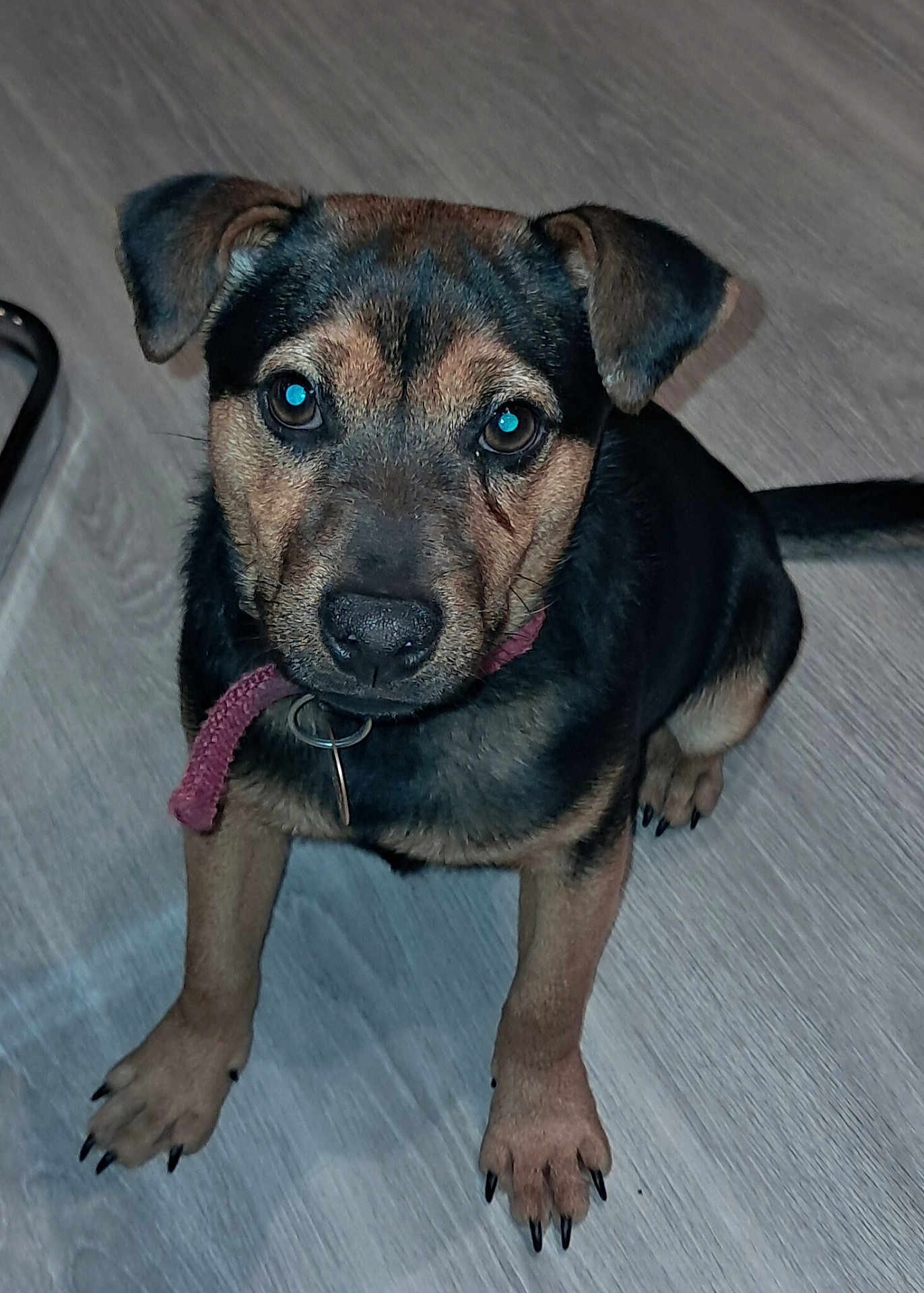 Stitchs participe au concours pour gagner de l'argent avec cette photo : animal, black, brown, canine, collar, cute, dog, domestic, ears, face, floor, fur, indoor, looking, nails, paws, pet, puppy, sitting, young