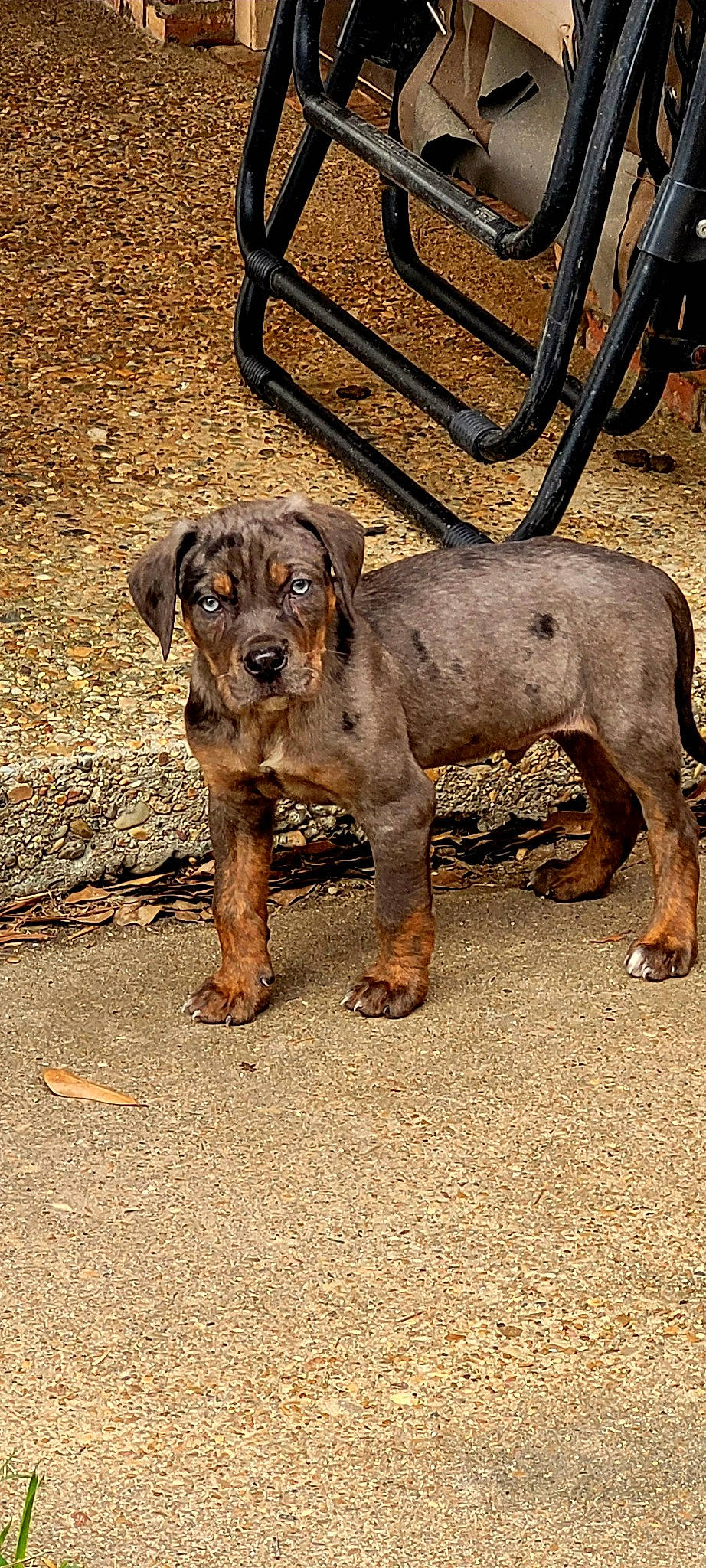 Sage joined the competition — help win amazing prizes! ancient_dog_breeds, canidae, carnivore, companion_dog, dog, dog_breed, fawn, guard_dog, hunting_dog, liver, metal, non_sporting_group, puppy, snout, sporting_group, street_dog, terrestrial_animal, treeing_tennessee_brindle, working_animal, working_dog