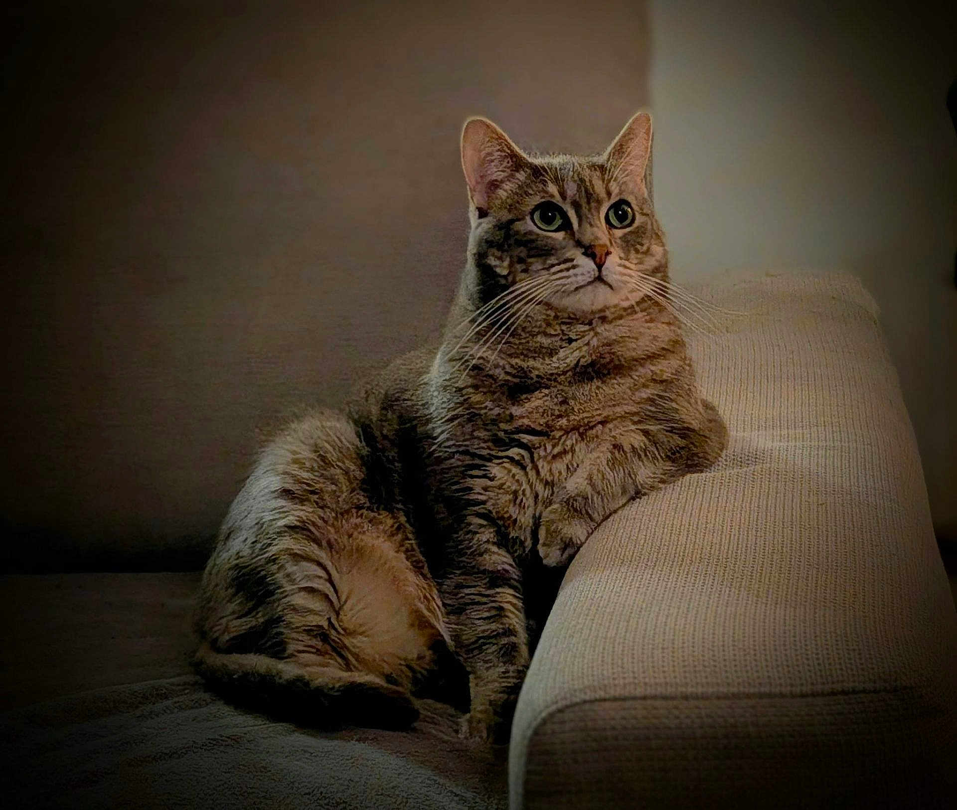 Berlioz participe au concours pour gagner de l'argent avec cette photo : cat, tabby, feline, pet, animal, couch, furniture, indoor, relaxing, cozy, whiskers, ears, fur, paw, resting, domestic, cute, mammal, living_room, portrait