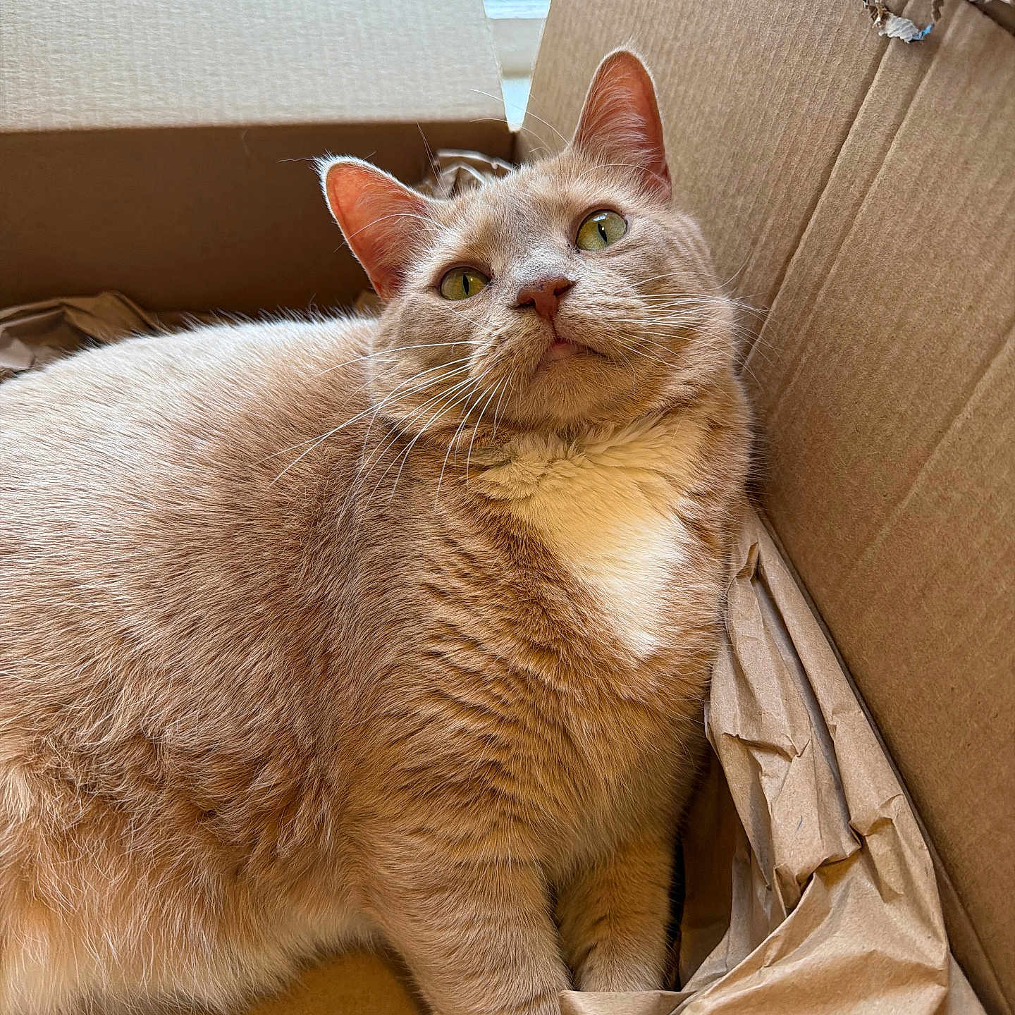 Freya is registered to the contest to win money with this photo: cat, ginger_cat, cardboard_box, pet, feline, indoor, cozy, relaxed, curious, fur, whiskers, green_eyes, window_light, household, domestic_animal, sleepy, cute, animal, mammal, closeup