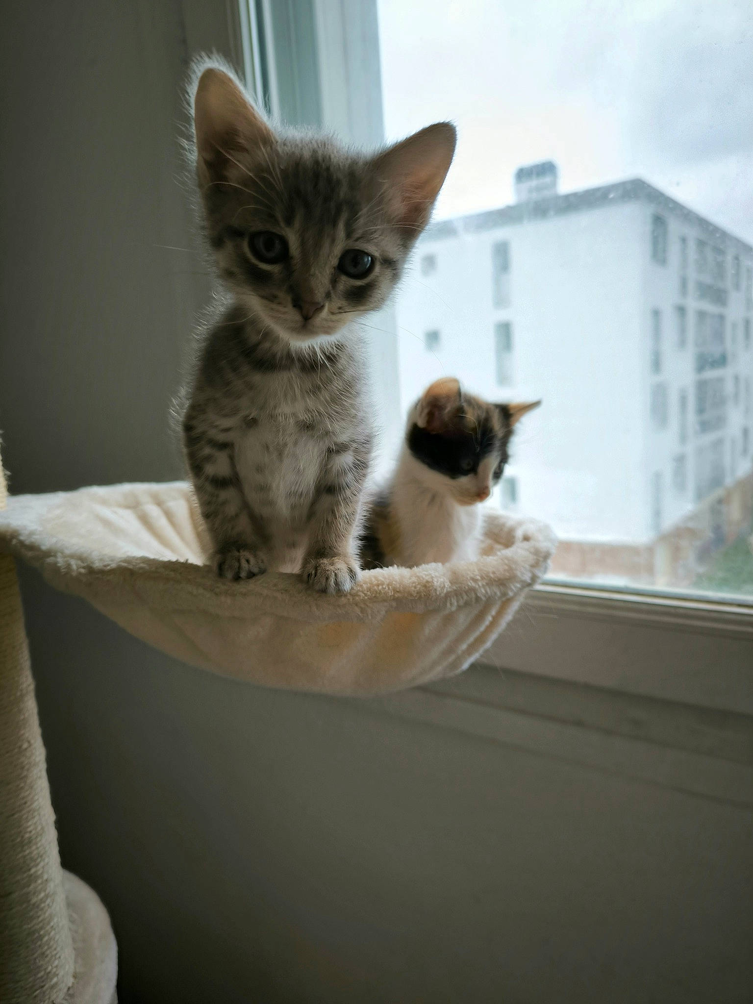 Mistigri participe au concours pour gagner de l'argent avec cette photo : building, carnivore, cat, cat_supply, comfort, domestic_short_haired_cat, fawn, felidae, fixture, fur, grey, paw, pet_supply, sky, small_to_medium_sized_cats, snout, tail, whiskers, window, wood