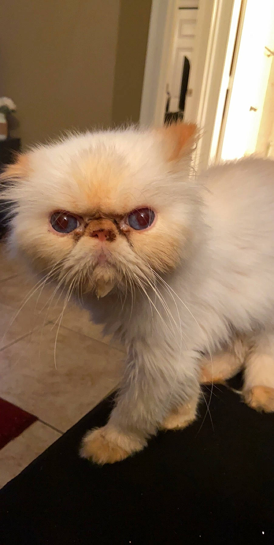 Franco is registered to the contest to win money with this photo: carnivore, cat, eye, fawn, felidae, flooring, fur, small_to_medium_sized_cats, snout, tail, whiskers